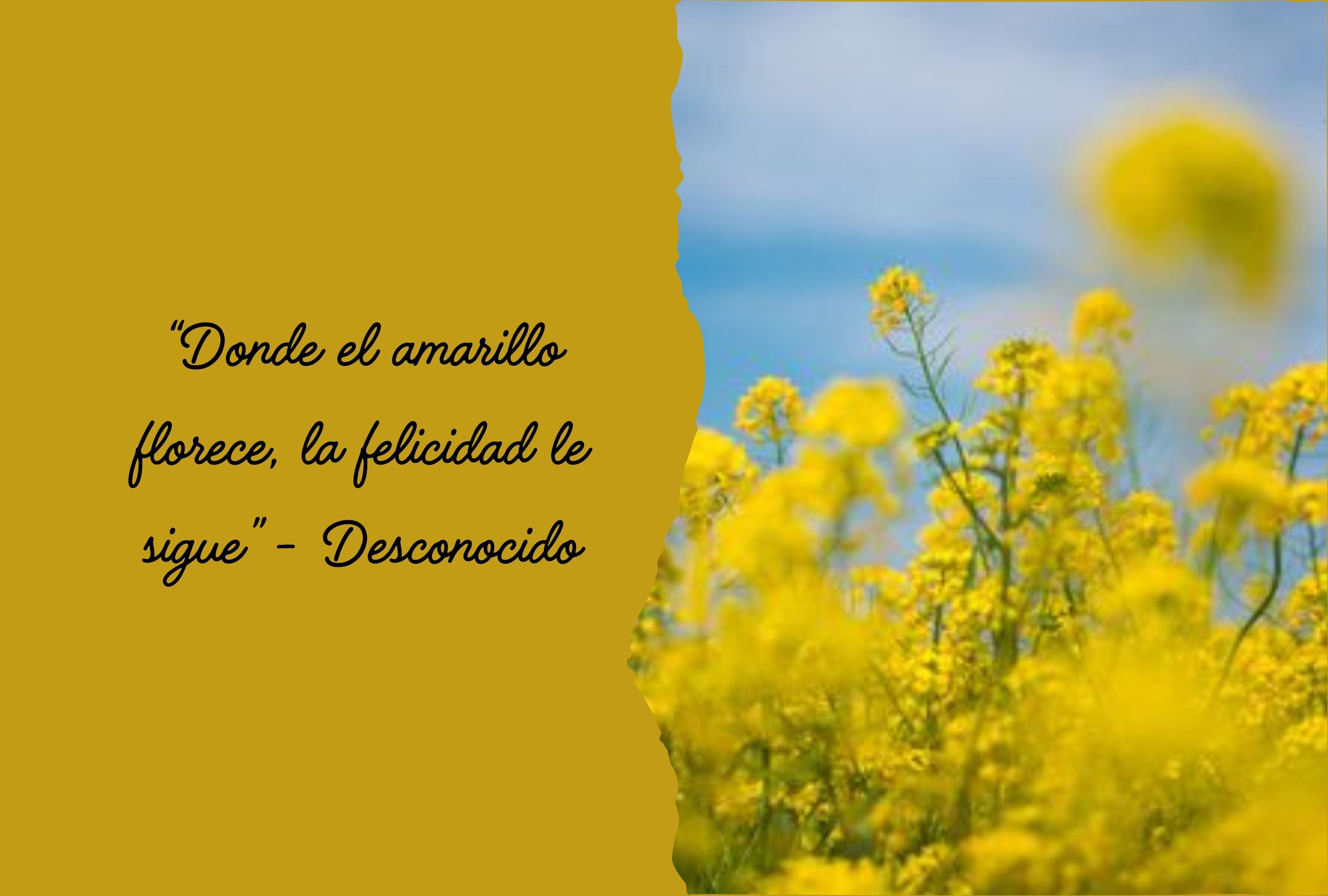 “Donde el amarillo florece, la felicidad le sigue” - Desconocido | Foto de Pinterest.