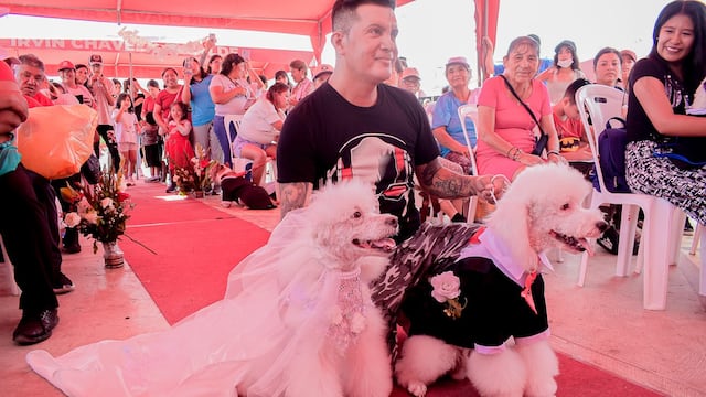 Realizan Matricán en distrito de Mi Perú: mascotas participaron de colorida celebración
