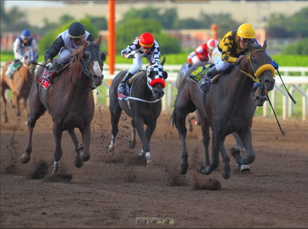 Evento arranca este domingo 15 de setiembre en el Hipódromo de Monterrico con los clásicos “Polla de Potrancas” y “Polla de Potrillos”.