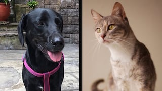 Albergues y rescatistas de perros y gatos registran aumento en adopciones durante la cuarentena