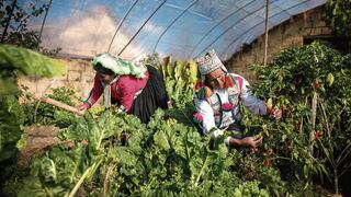 Día del Campesino: agricultores contra el cambio climático [FOTOS]
