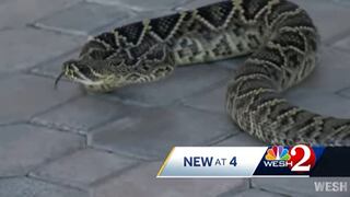 El aterrador encuentro de un niño de 9 años con una serpiente venenosa en Florida