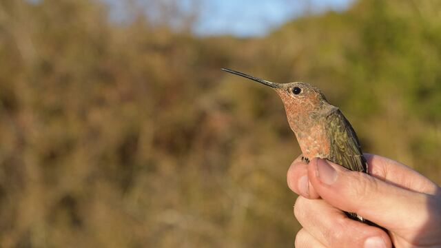 Descubren una nueva especie de colibrí gigante en los Andes peruanos con la ayuda de una mochila diminuta