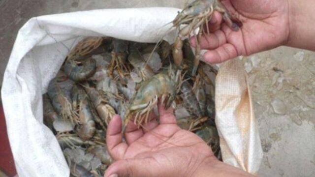 Más de 24 kilos de camarón de río fueron incautados por temporada de veda