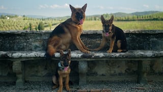 “Gunther, el perro millonario”: ¿cuánto dinero tiene el can que inspira miniserie de Netflix?