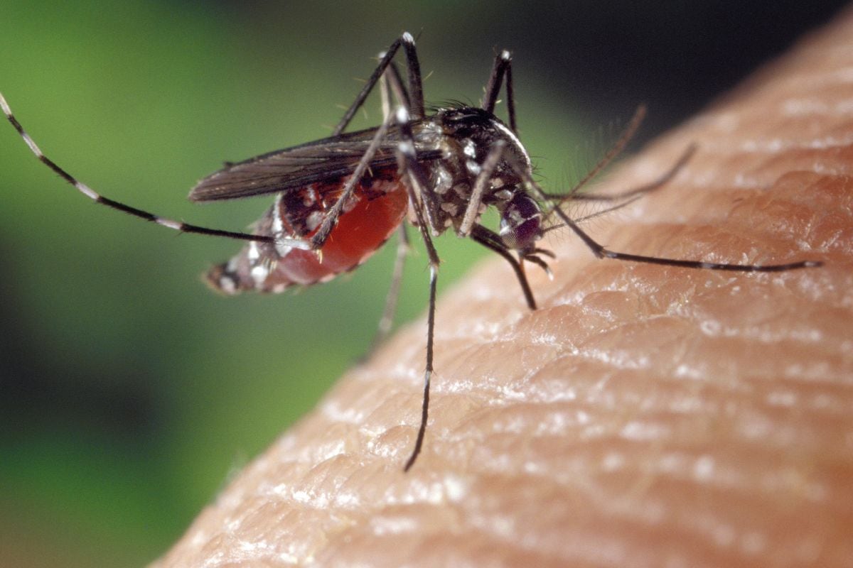 La malaria comienza con un único acontecimiento, un parásito que irrumpe en un glóbulo rojo. (Foto: Pixabay)