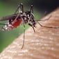 Descubren cómo los parásitos de la malaria invaden las células