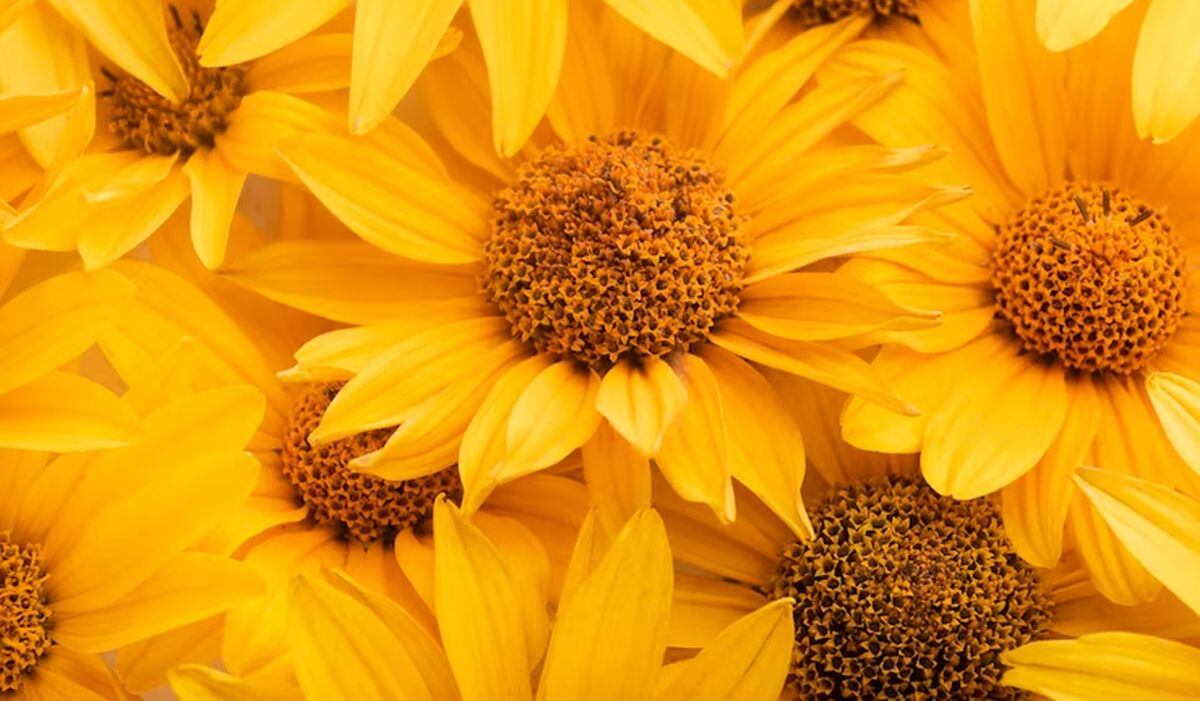 Para llenar de vibra una cosa, l mejor es adornarla con flores amarillas (Foto: Freepik)