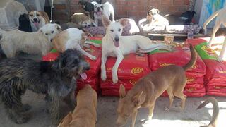 Donaciones alivian el impacto de la cuarentena para más de 600 perros sin hogar 
