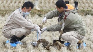 Granja en antigua zona restringida de Fukushima comienza a plantar arroz