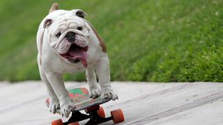 Otto: el perro skater peruano que rompió un récord Guinness