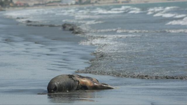 Chimbote: hasta tres lobos marinos aparecen muertos al día