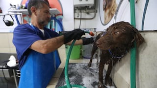 Dejan a sus perros en la veterinaria para darles un baño y nunca regresan por ellos