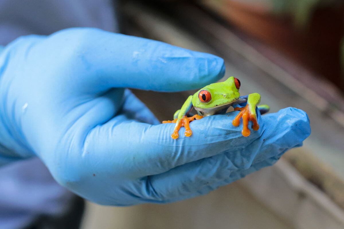 Una rana de ojos rojos, una de las especies afectadas por la quitidriomicosis.