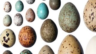 ¿Por qué los huevos son de colores diferentes? La ciencia resuelven el enigma