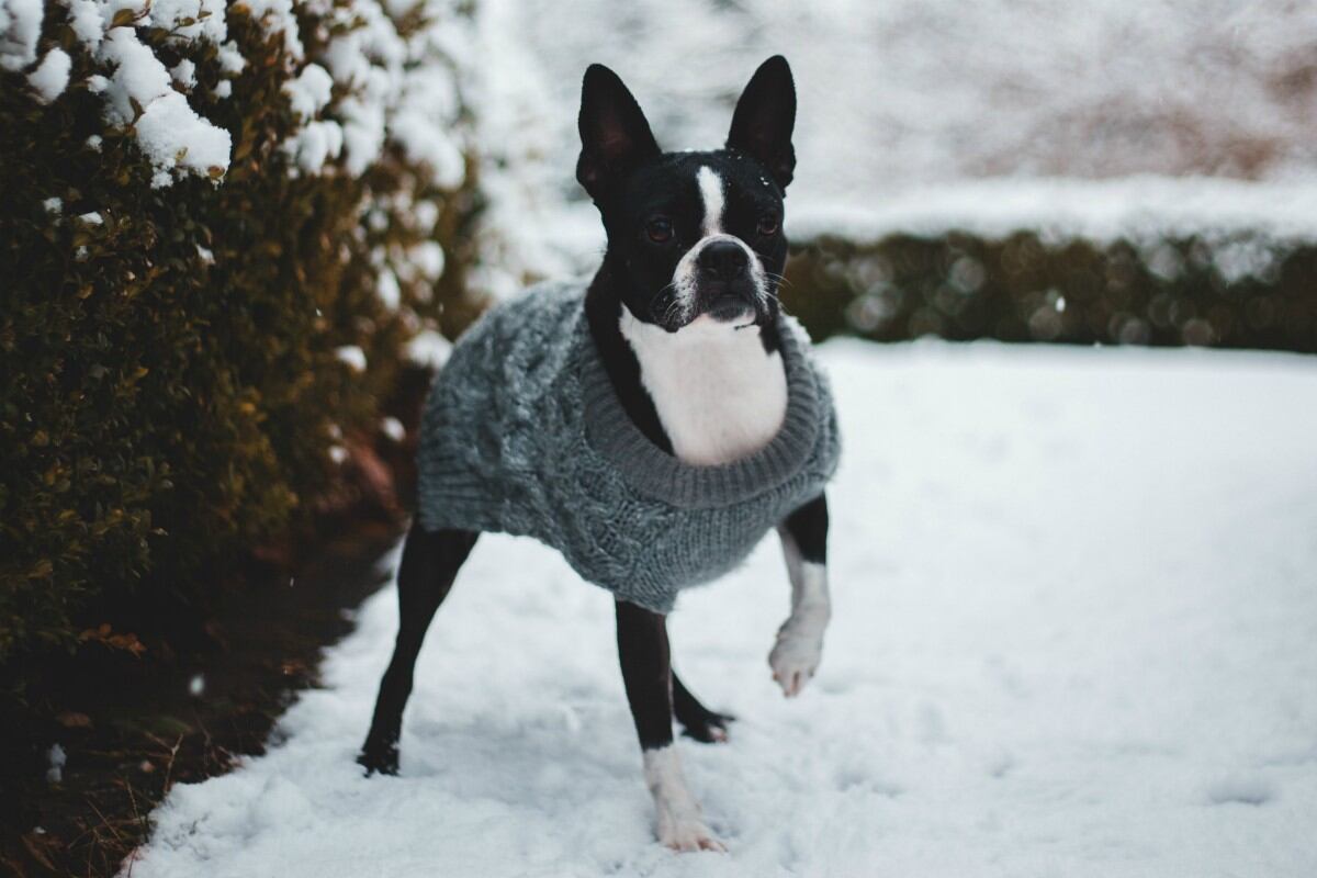 ¿Es recomendable ponerle ropa a tu perro en invierno? Es importante tomar ciertas precauciones para hacerlo correctamente. (Foto: Pexels)