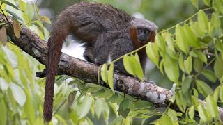 En dos años se descubrieron casi 400 nuevas especies en la Amazonía [Fotos]