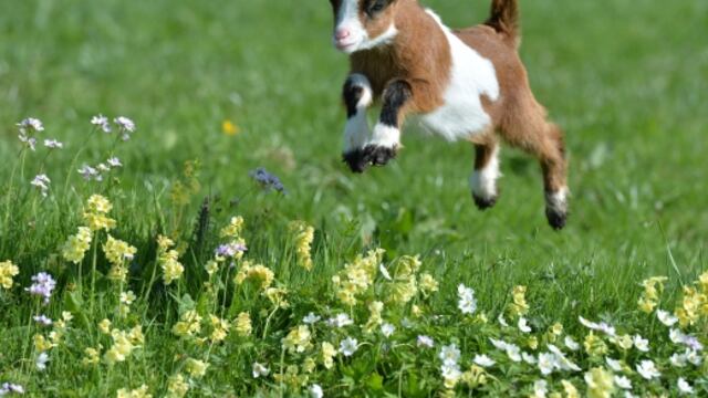 Con leche de una cabra clonada curarán una rara enfermedad