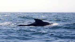 Talara: ballenas piloto fueron avistadas en Los Órganos