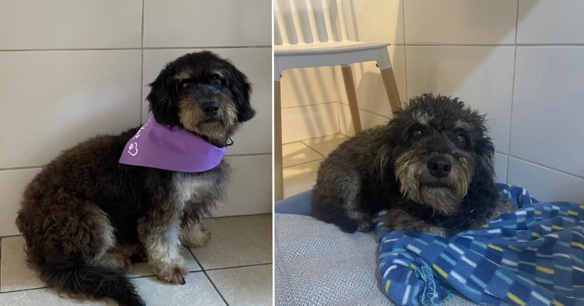 Antes de ser adoptada, Colocha vivió en el albergue Wasi wau, en Cieneguilla, a donde llegó tras ser rescatada.