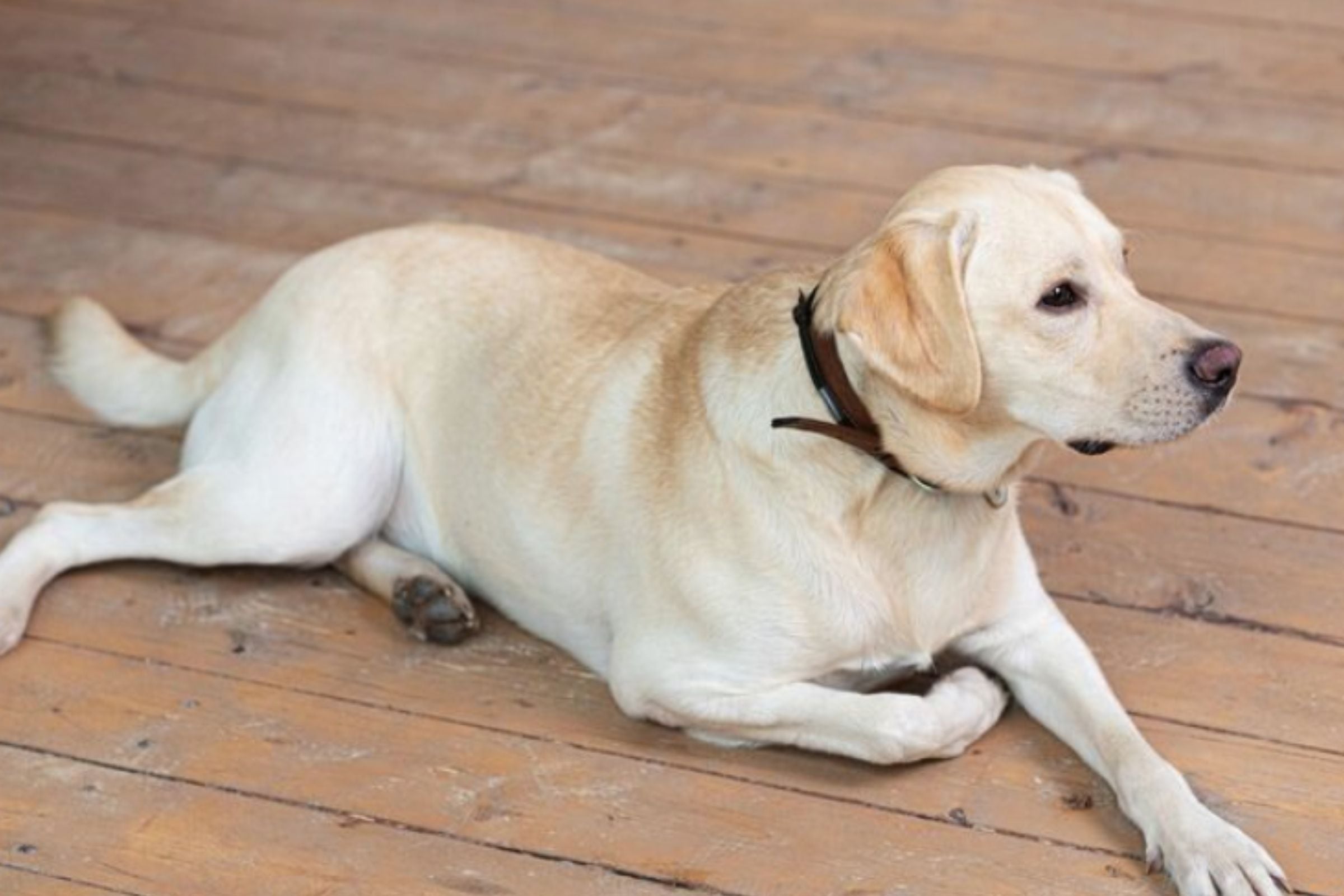 Los veterinarios no recomiendan que los perros duerman o se recuesten sobre el suelo. (Crédito: Freepik)