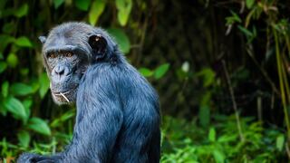 Científicos descubren que la cultura de los chimpancés es más ‘humana’ de lo esperado