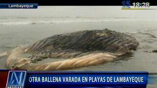 Ballena jorobada de casi 15 metros varó en playa de Monsefú