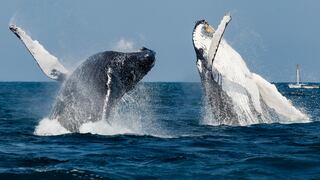 Avistamiento de ballenas: un increíble espectáculo en el norte peruano