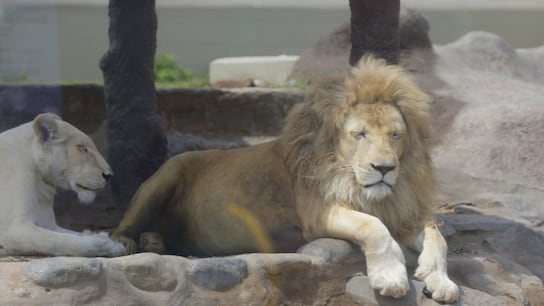 Leones (foto: César Bueno).