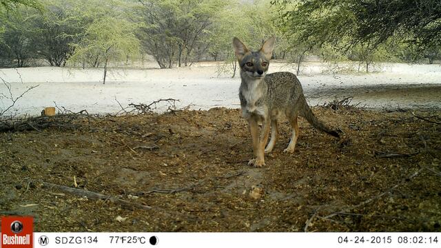 Cámaras trampa captan la fauna poco explorada de desierto y bosques secos de Perú y Ecuador