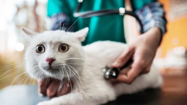 Consultorio WUF: ¿Qué chequeos veterinarios hacerle a un gato que acabas de adoptar?