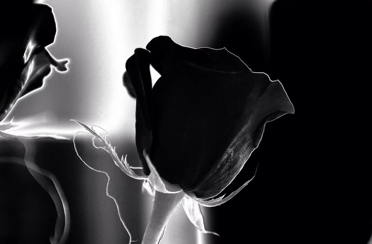 Las rosas negras significan un nuevo empezar (Foto: Pixabay)