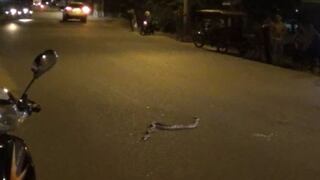 Serpiente causó alarma en plena vía pública de San Martín
