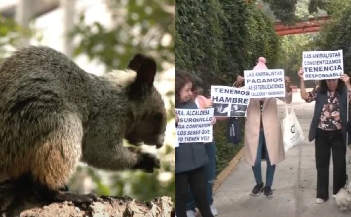 Otros animalistas también señalaron que han recibido multas por organizar actividades para ayudar a animales sin hogar. Foto: Buenos Días Perú