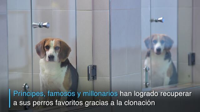 Mascotas clonadas acompañan a sus amos... para siempre [VIDEO]