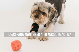 Juegos y actividades para estimular mentalmente a tu perro: ideas para mantener a tu mascota activa y feliz