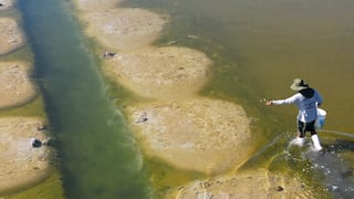 Renaciendo en el mar: pescadores y científicos recuperan manglares amenazados en Baja California Sur, México