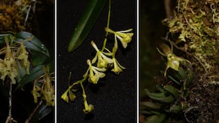 Descubren nuevas especies de orquídeas en el Bosque de Protección Alto Mayo