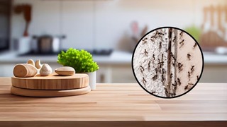 La planta natural que debes usar para desaparecer los insectos de tu cocina