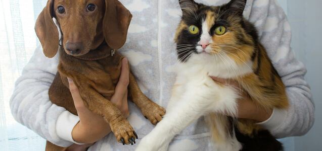 Soy veterinario y te explico qué hace tu perro o gato para demostrar que tiene frío