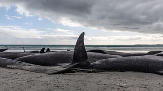 Marea roja, principal sospechosa de la muerte de 30 ballenas en Argentina