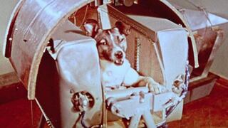 Se cumplen 64 años del primer ser vivo espacial: la perra Laika