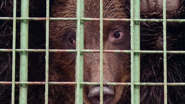 San Petersburgo: un refugio para animales salvajes ante la falta de recursos estatales