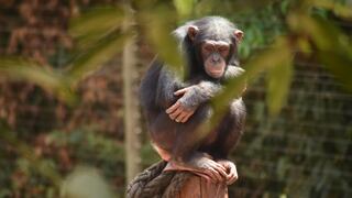 El ser humano altera gravemente la diversidad cultural de los chimpancés salvajes