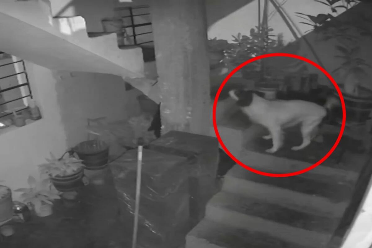 Manchis apagó un explosivo que había sido lanzado contra la vivienda del periodista Alberto Mesías Zárate. (Foto: Captura/América Noticias)