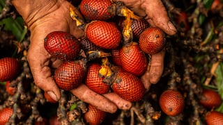 Frutiawajun: el emprendimiento que procura la sostenibilidad de los bosques amazónicos y respeta las costumbres ancestrales