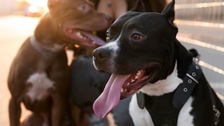 Polémica en EE. UU.: nueva ley establece cuántos perros como máximo debe haber en una casa
