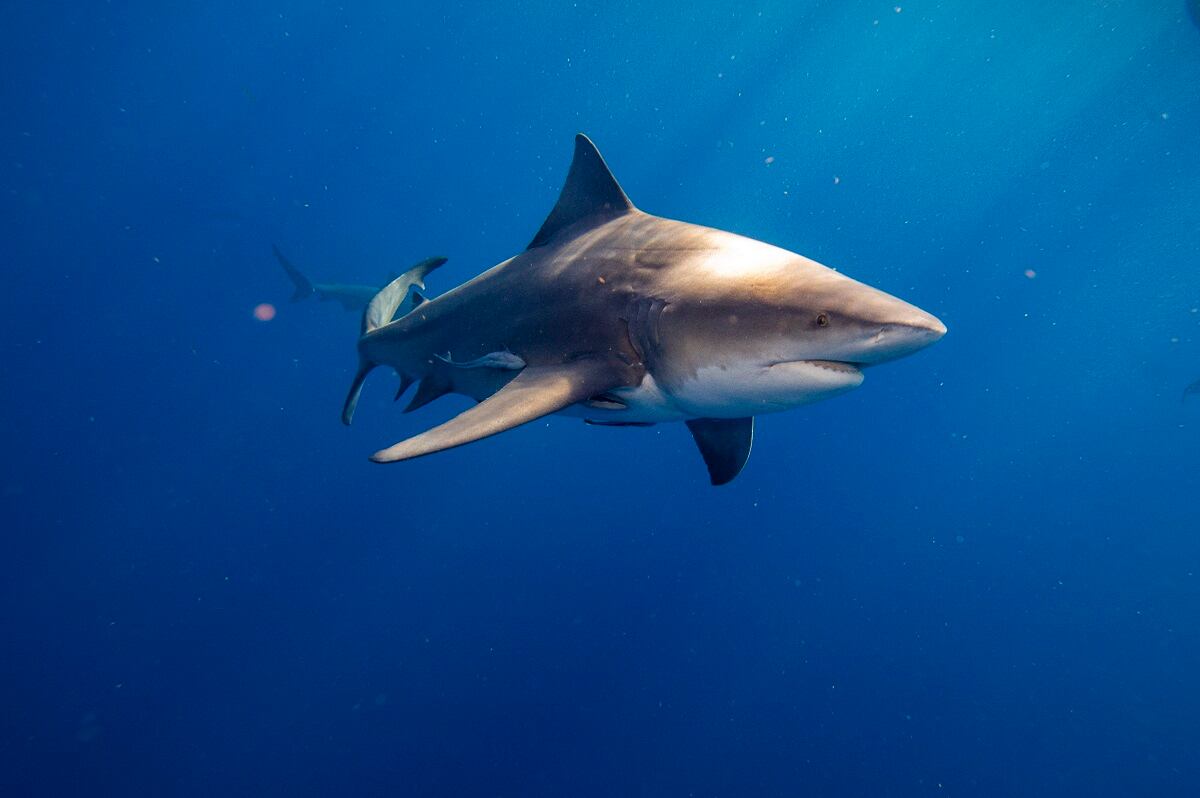 Tiburones toro nadan frente a la costa de Júpiter, Florida, el 12 de febrero de 2022. (Foto referencial de Joseph Prezioso / AFP)
