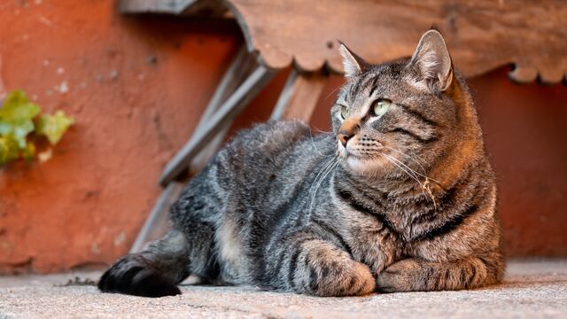 Consultorio WUF: ¿Cómo saber si tu gato tiene obesidad y cómo tratar esta enfermedad?