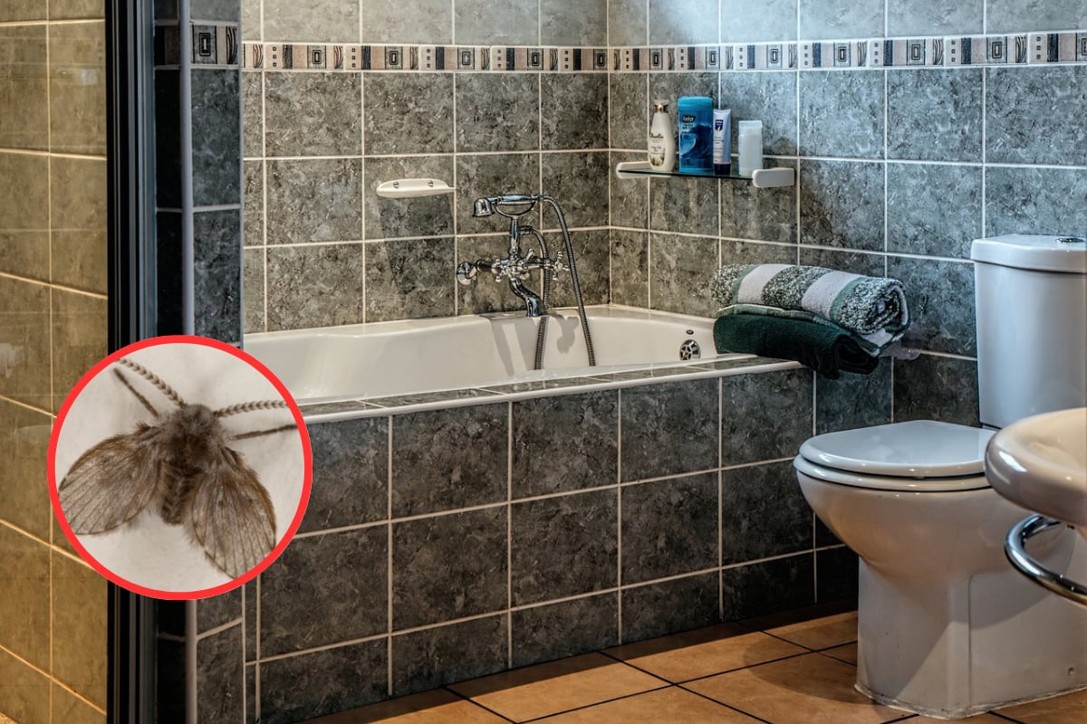 TRUCOS CASEROS | Aprende a elaborar un remedio casero para alejar a las moscas de humedad. (Foto: Pixabay/Steve Buissinn).